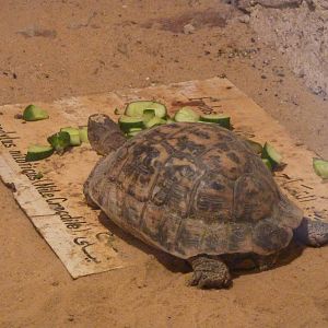Spur-thighed tortoise