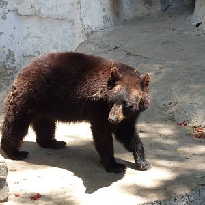 American black bear