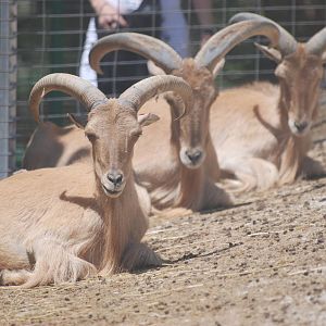 Libyan Barbary Sheep at Barcelona, 30/05/11