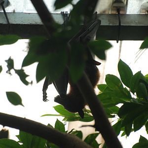 Lyle's Fruit Bat at Barcelona, 30/05/11