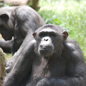 Chimpanzees at Barcelona, 30/05/11