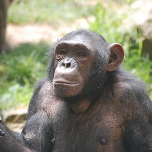 Chimpanzee at Barcelona, 30/05/11