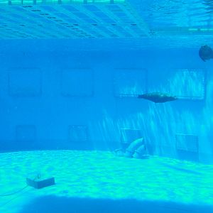 Sea Lions in Aqua-rama at Barcelona, 30/05/11