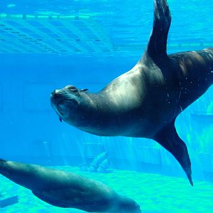 Sea Lions in Aqua-rama at Barcelona, 30/05/11