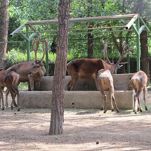 Cervus maral(tehran zoo)