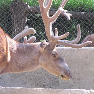 Cervus maral(tehran zoo)