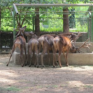 Cervus maral(tehran zoo)