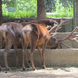 Cervus maral(tehran zoo)