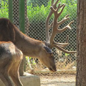 Cervus maral(tehran zoo)