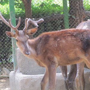 Cervus maral(tehran zoo)