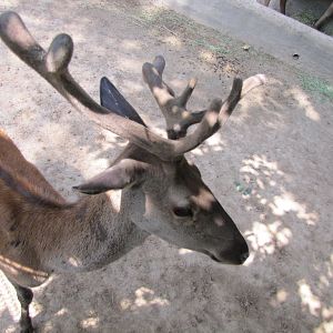 Cervus maral(tehran zoo)