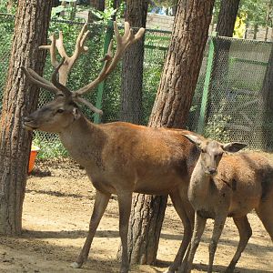 Cervus maral(tehran zoo)