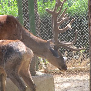 Cervus maral(tehran zoo)