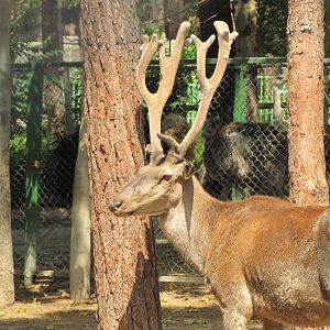 Cervus maral(tehran zoo)