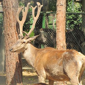 Cervus maral(tehran zoo)