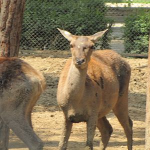 Cervus maral(tehran zoo)
