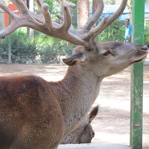 Cervus maral(tehran zoo)