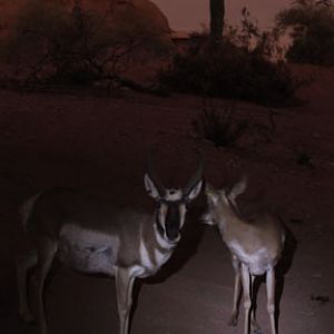 pronghorns by flashlight