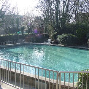 swimming pool of Phoca vitulina