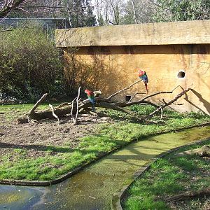 Enclose of Ara chloroptera