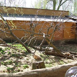 Enclose of Nasua nasua