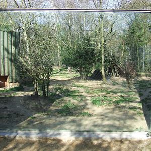 enclose of Canis lupus