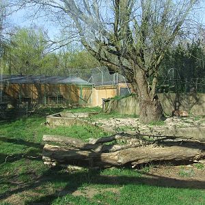 Enclose of puma concolor