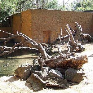 Enclose of Procyon lotor