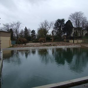 new Enclose of Elephas maximus indicus