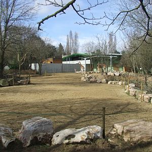 Enclose of Giraffa camelopardalis peralta