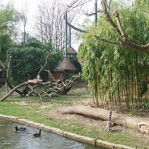 enclose of maki catta