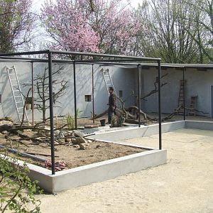 new enclose of Eudocimus ruber