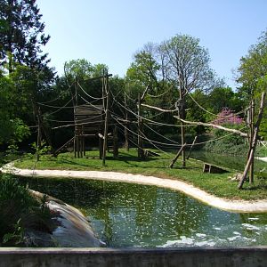 Island of Ateles hybridus