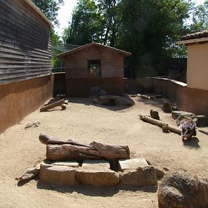 enclose of Hystrix cristata