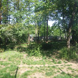 enclose of Panthera tigris jacksoni