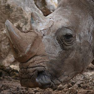 Southern white rhino (Ceratotherium simum simum)