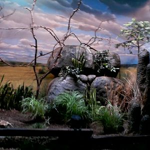 Wings of the World- Grasslands