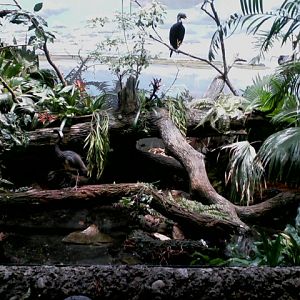 Wings of the World- Wetlands