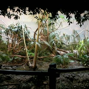 Jungle Trails- Mixed Species Aviary