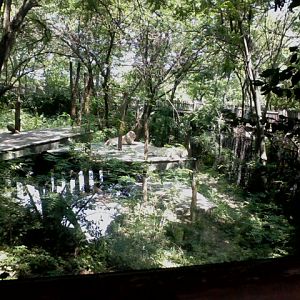 Siegfried & Roy's White Lions of Timbavati- White African Lion Exhibit