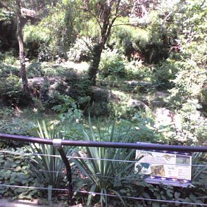Tiger Canyon- Cheetah exhibit