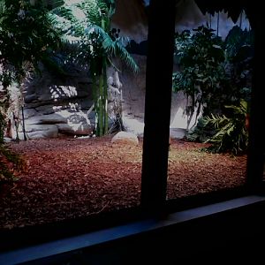 Dragons!- Part of the Indoor Komodo Dragon exhibit