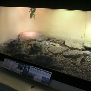 Reptile House- Galapagos Tortoise exhibit