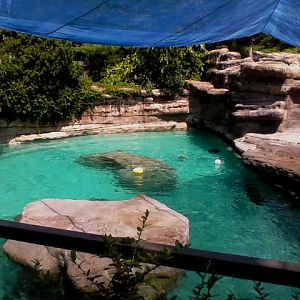 California Sea Lion pool
