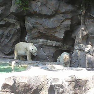 Polar Bears