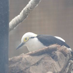 White Woodpecker at Barcelona, 30/05/11