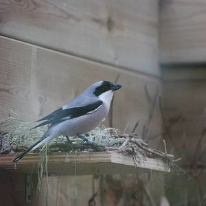 Lesser Grey Shrike at Barcelona, 30/05/11
