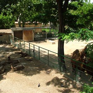 Deer and Camel Paddocks at Barcelona, 30/05/11
