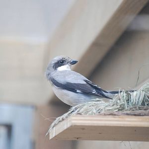 Lesser Grey Shrike at Barcelona, 30/05/11