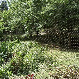 AFRICAN WILD DOG ENCLOSURE